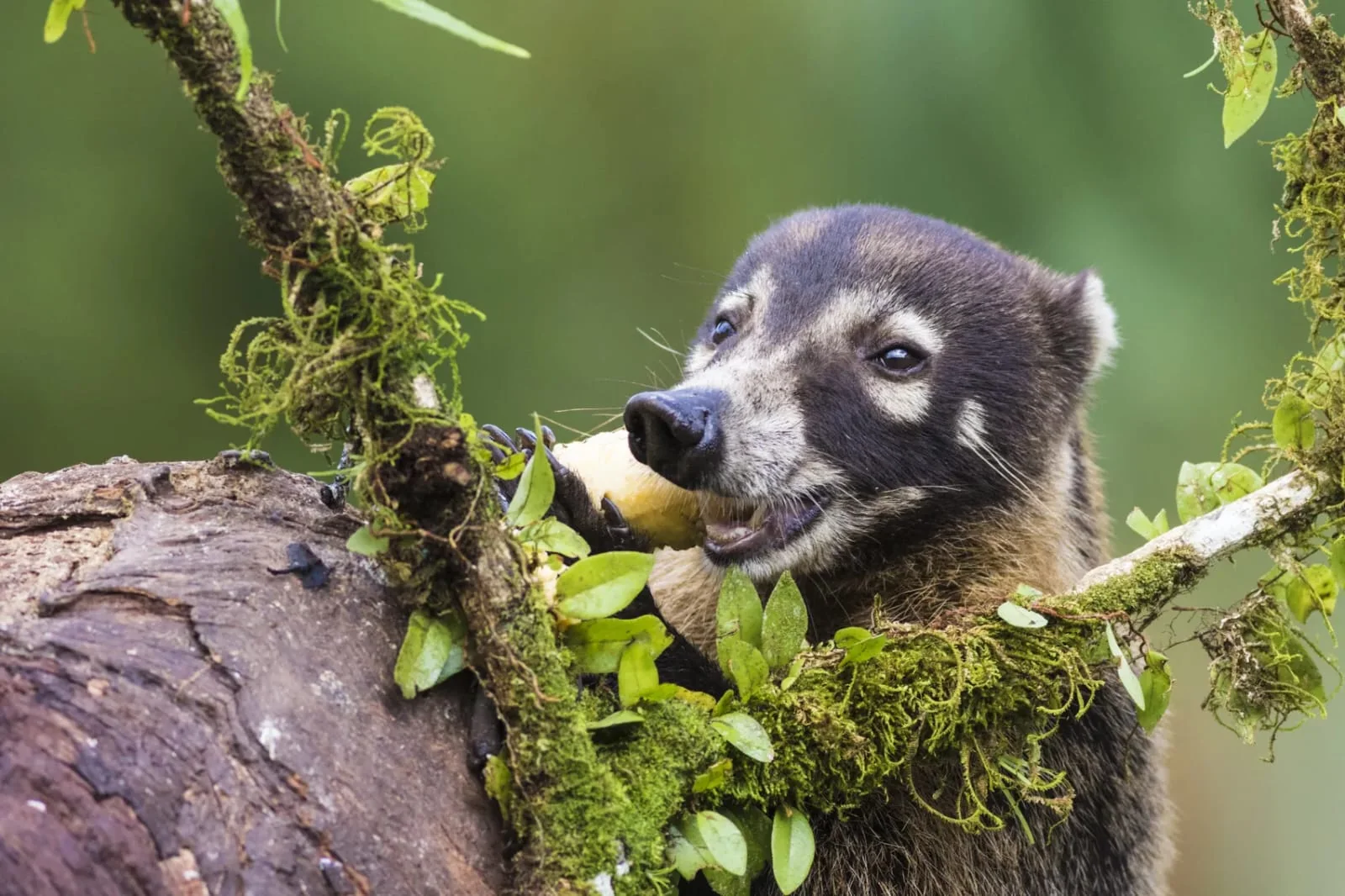Coati resting on a moss-covered branch in Costa Rica