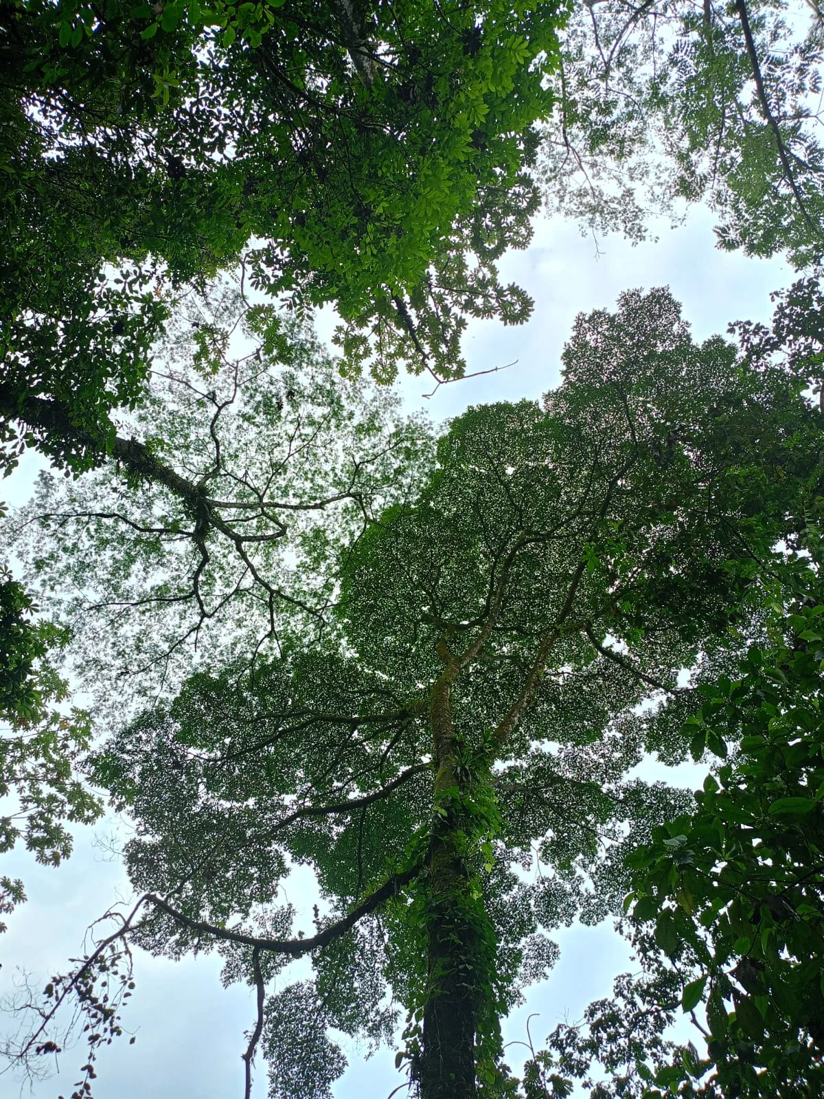 Looking into the rainforest canopy in Guápiles