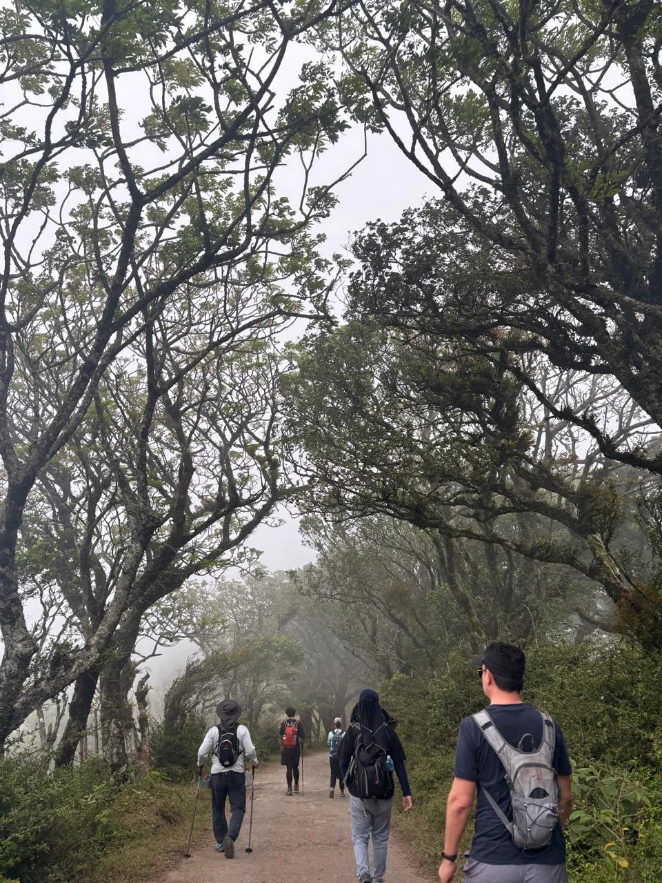 LoaTours group hiking through mist at Pico Blanco