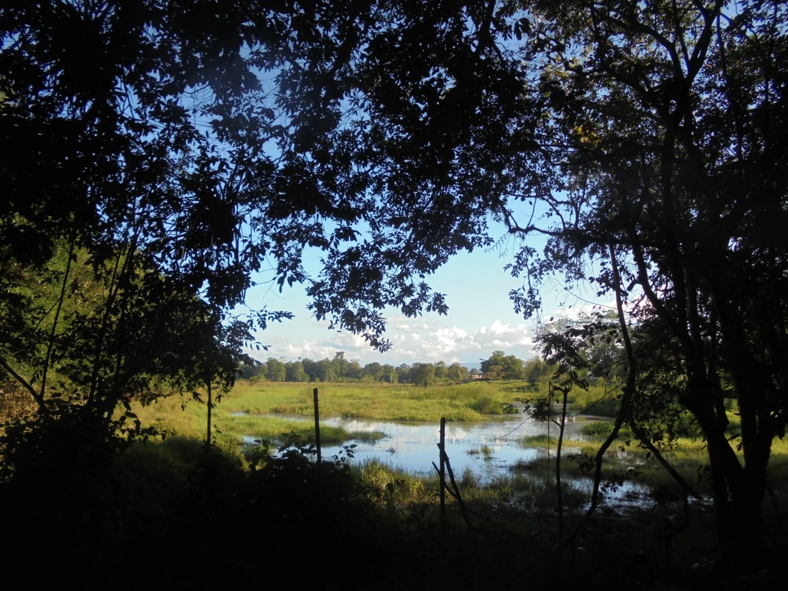 Shaded wetland landscape at Pocora in Limón