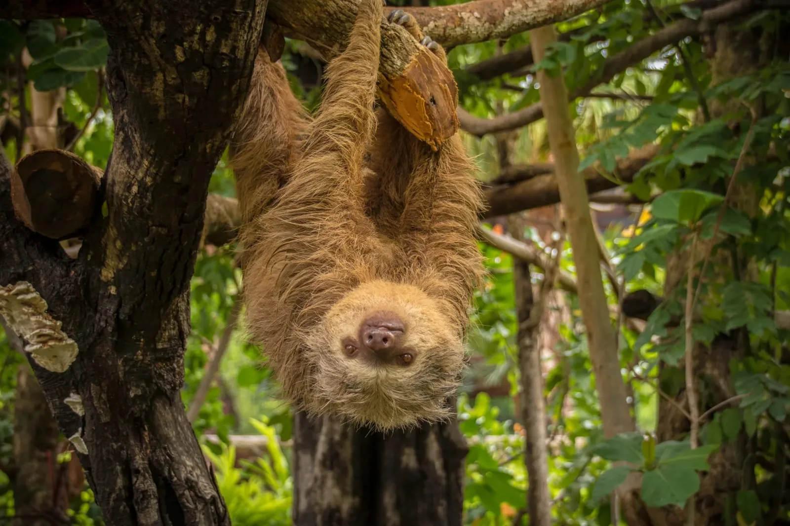 Sloth hanging from a tree branch in Costa Rica