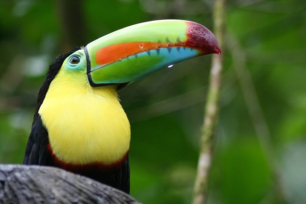 Keel-billed toucan against a green rainforest background