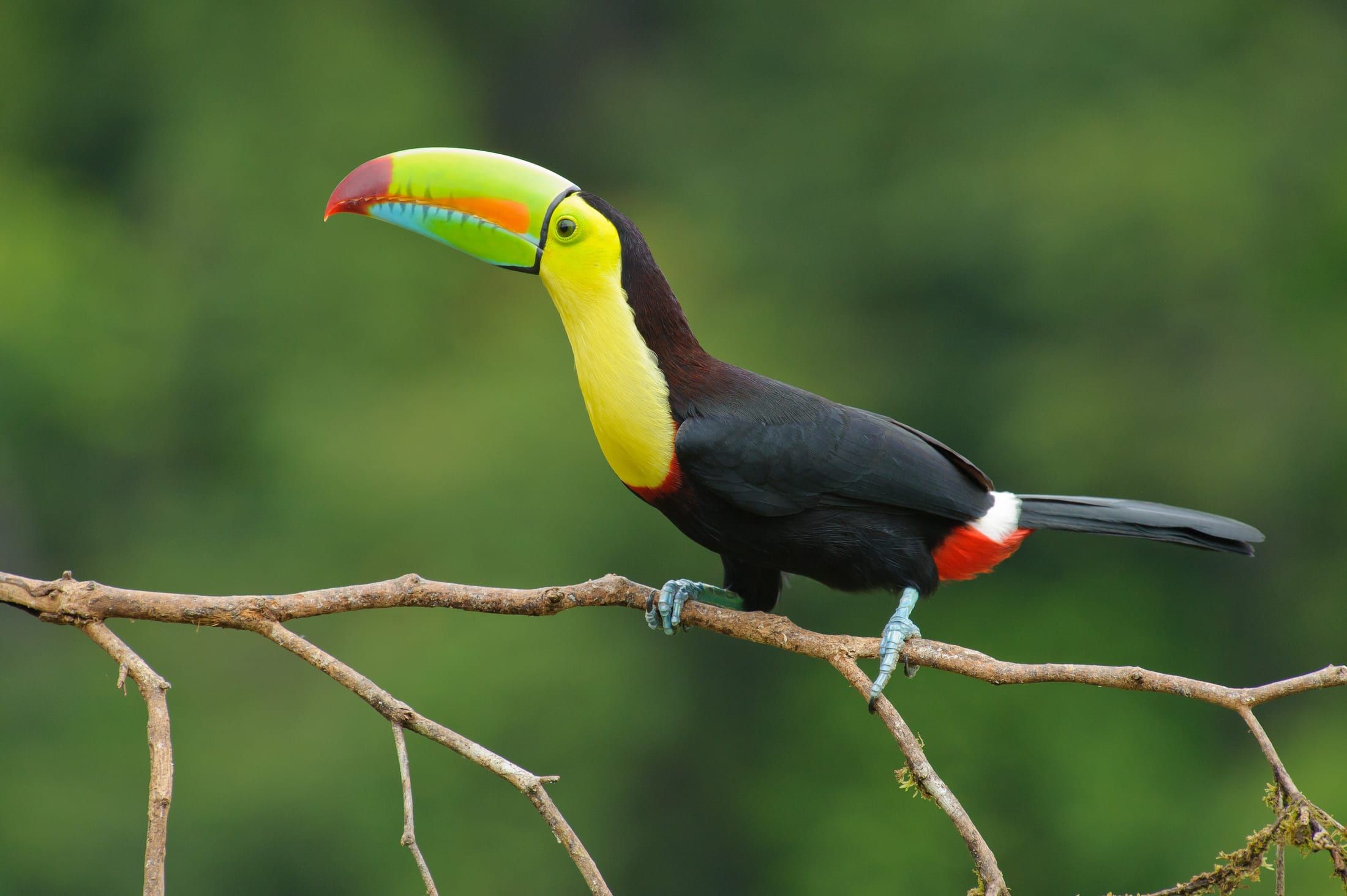 Keel-billed toucan in a Costa Rica rainforest