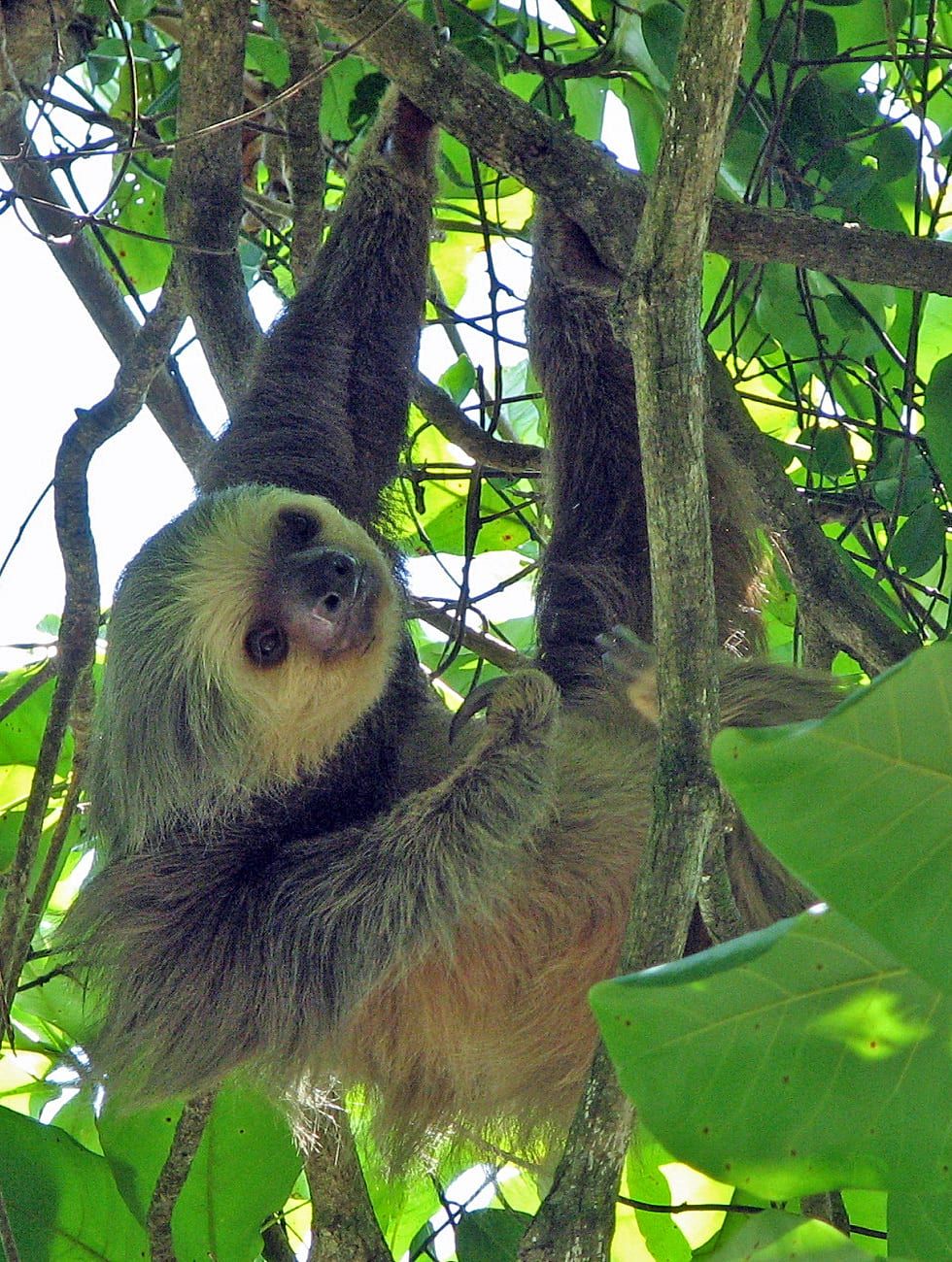 Hoffmann's two-toed sloth in Manuel Antonio National Park
