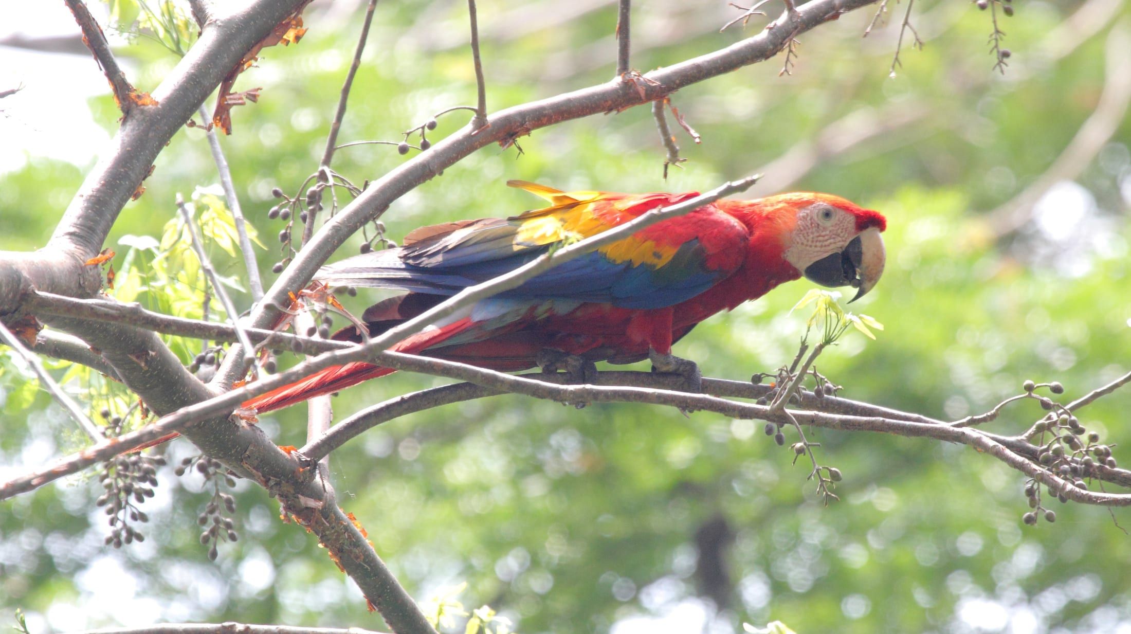 Carara National Park & Tárcoles River