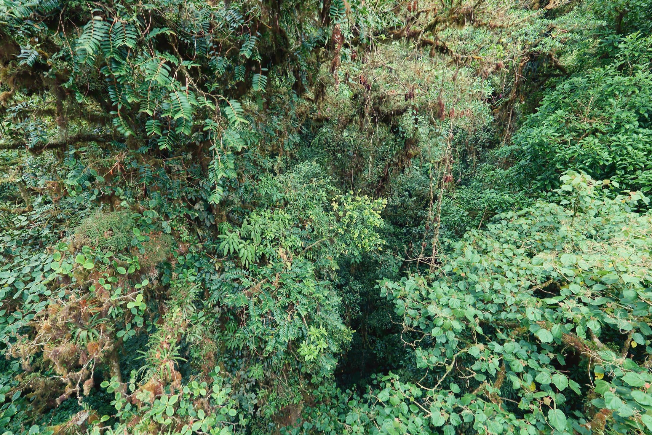 Monteverde Cloud Forest & Coffee