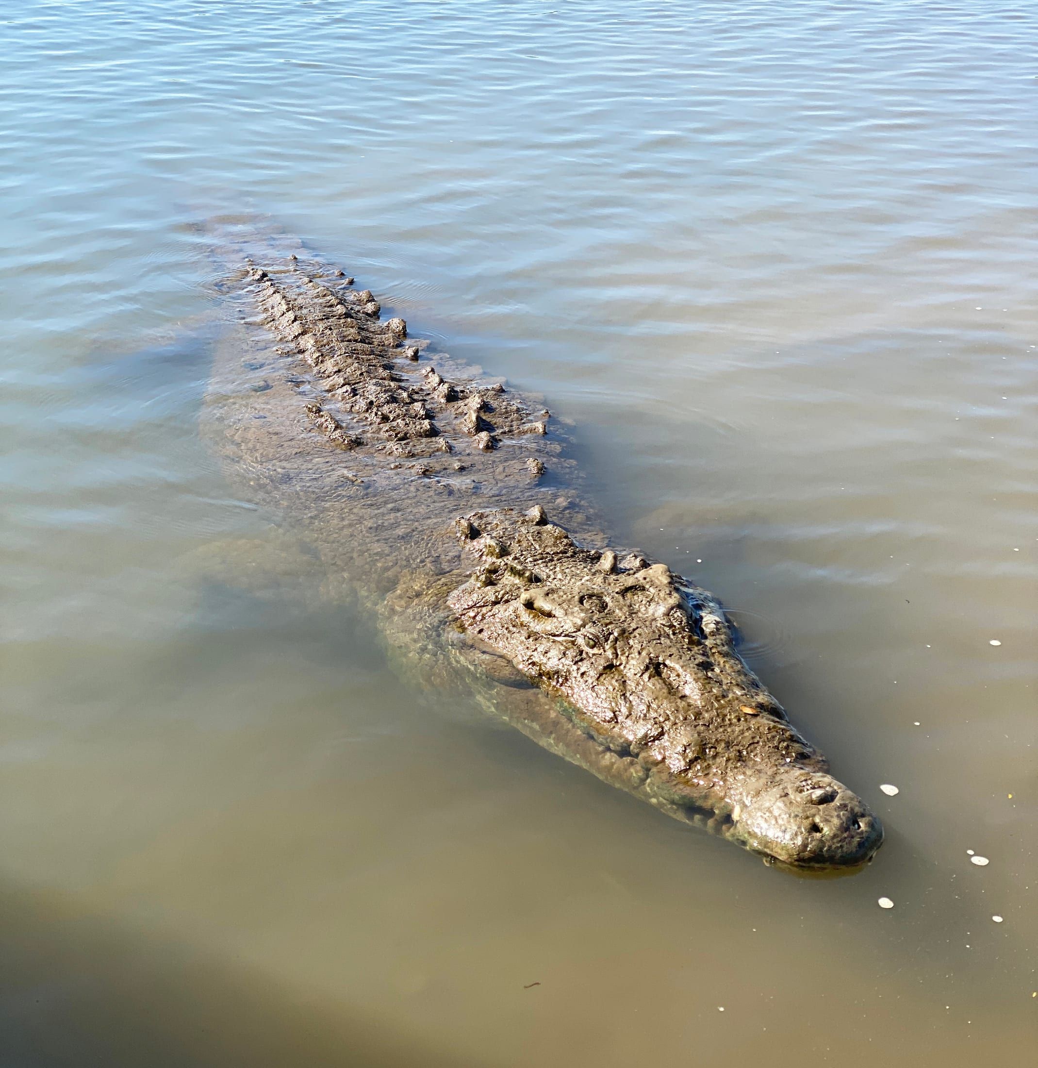 Puntarenas Highlights & Tárcoles Wildlife Cruise