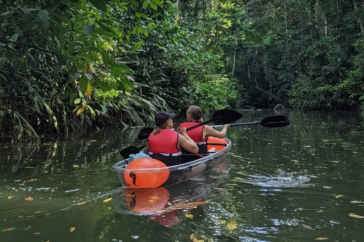 Gäste paddeln mit einem Kajak durch einen schmalen Regenwaldkanal in Limón