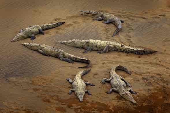 Tárcoles River wildlife safari — approximately 60 minutes, looking for American crocodiles, water birds and mangrove wildlife.