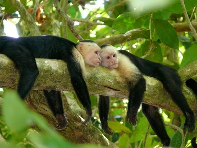 Monkey observation area — approximately 30 minutes. Look for free-ranging white-faced capuchins from a respectful distance; sightings are not guaranteed.
