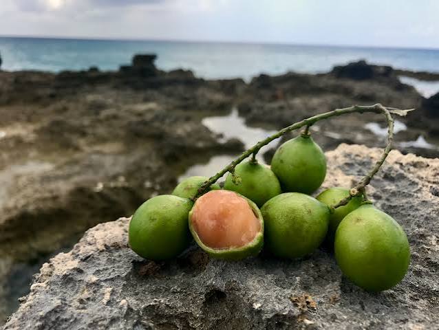 Frisches Obst und Karibik-Aussichten