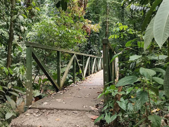Guided Carara National Park trail — approximately 60 minutes through the Pacific transition forest.